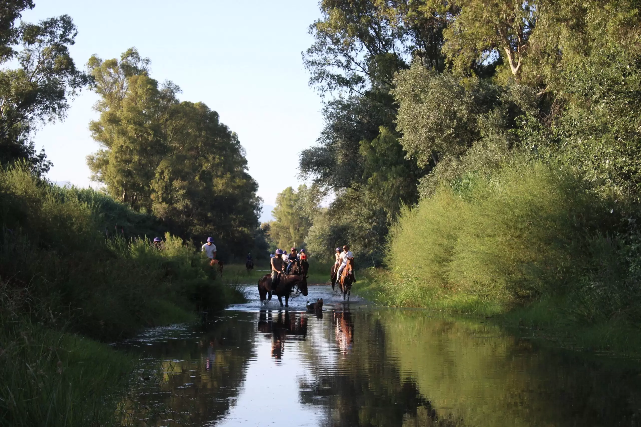 Horseback riding on a trek through the Andalucia countryside near Sotogrande Spain. Horses are walking through a shallow river with green trees on each bank and a pale blue sky