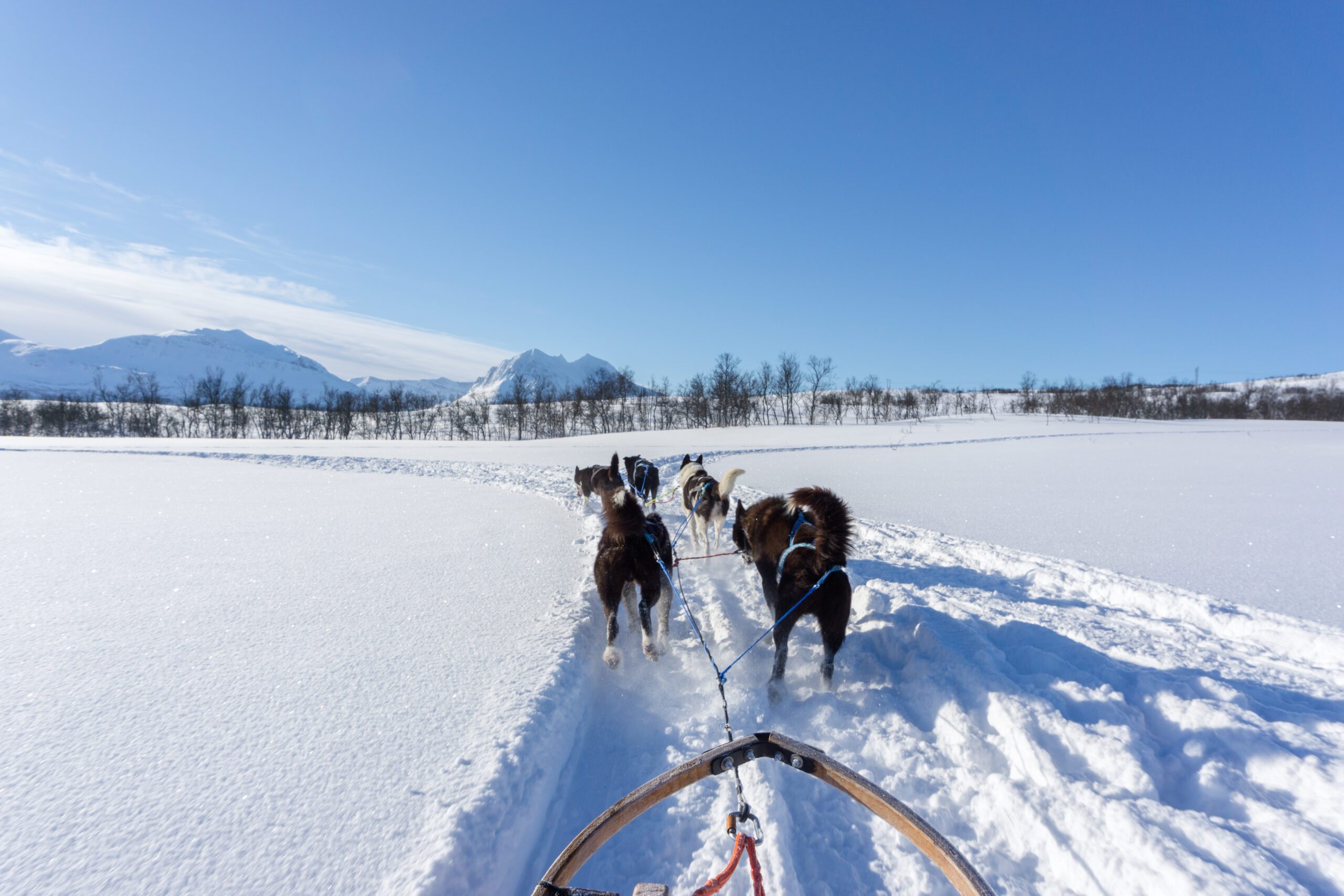 Dog sledding - image of dogs out in front of the sled with crisp deep white snow on either side of the track and bluw sky.