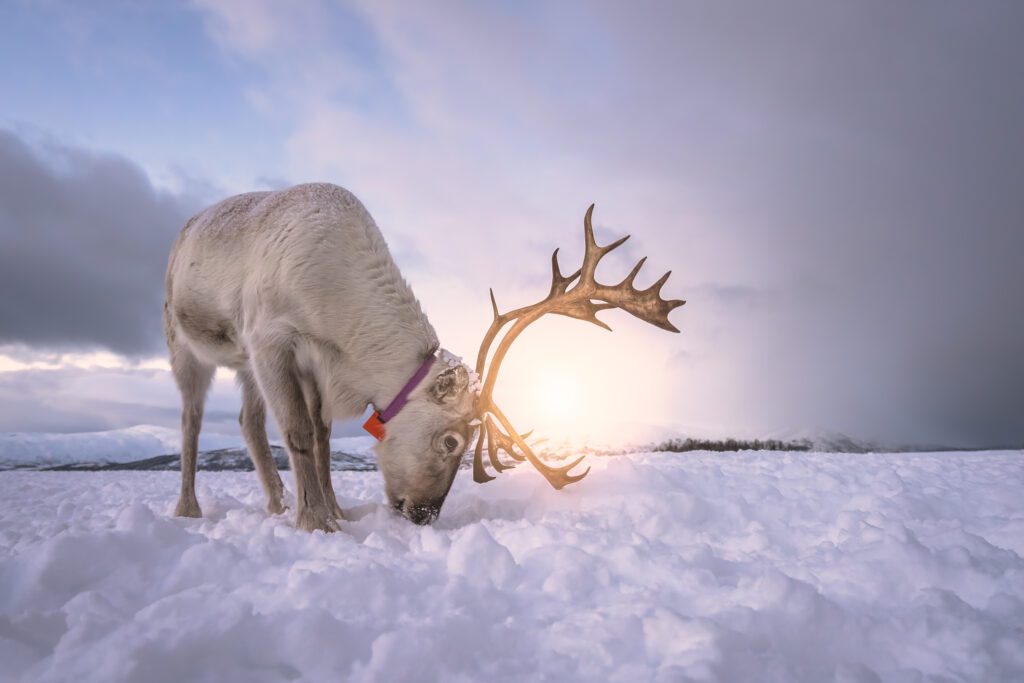 Reindeer digging in the snow with the sun low to the horizon perfectly positioned between the antlers of the reindeer.