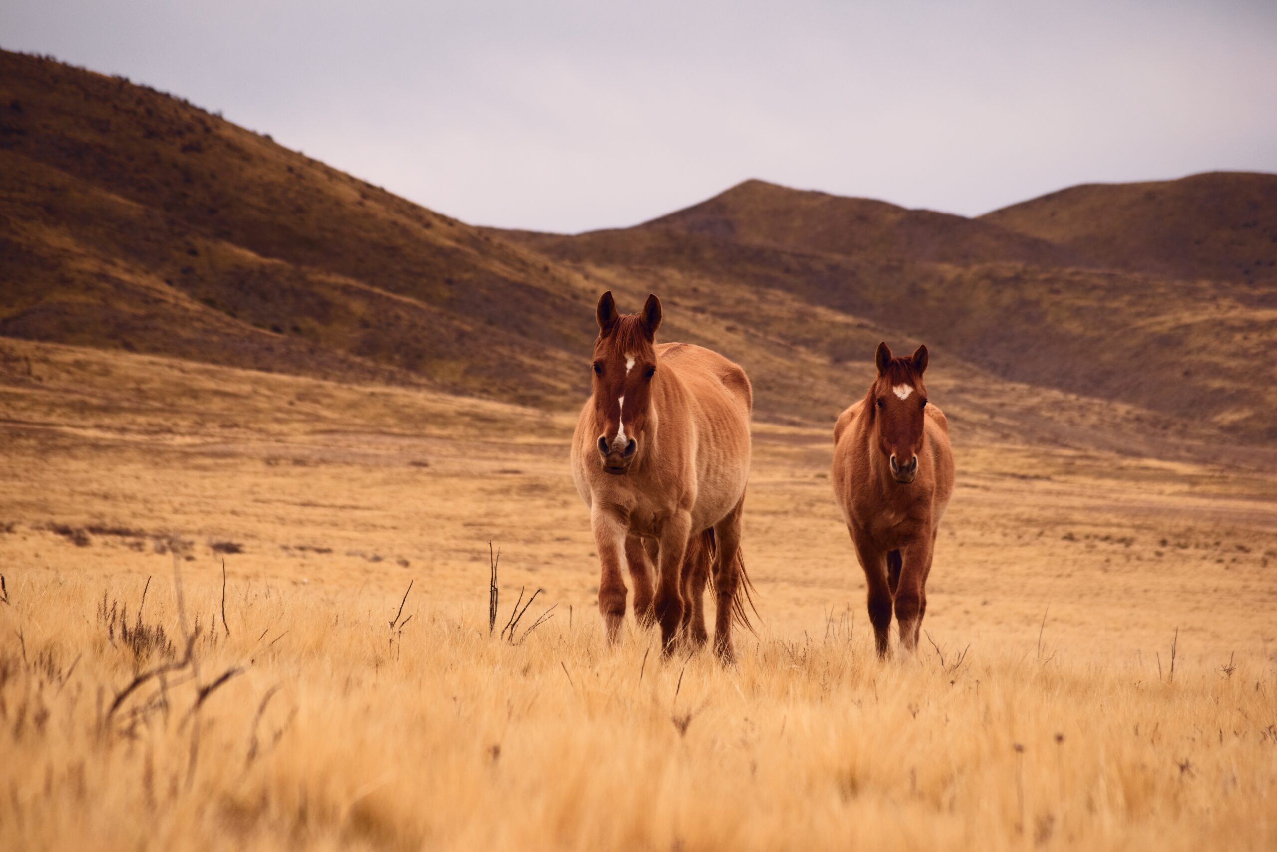 Two free roaming horses walking across a dry, cold brown grassland in Valle de Uco, Mendoza, Argentina.