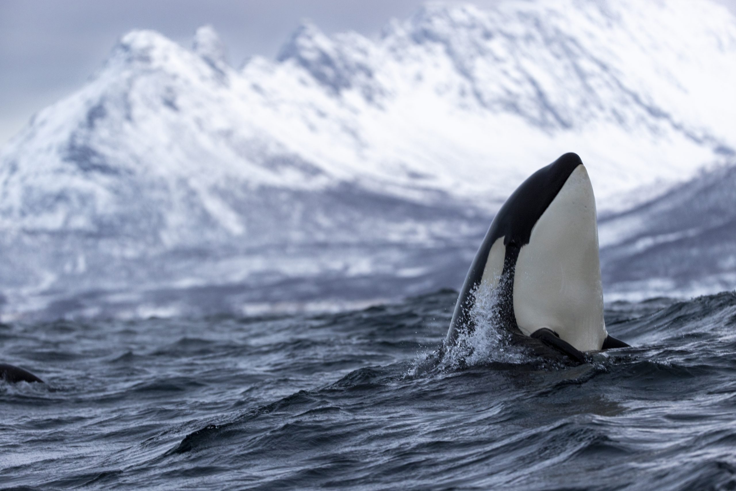 Killer whale head coming out of the sea vertically to inspect its surroundings in Tromso Norway with snowcapped mountains behind.