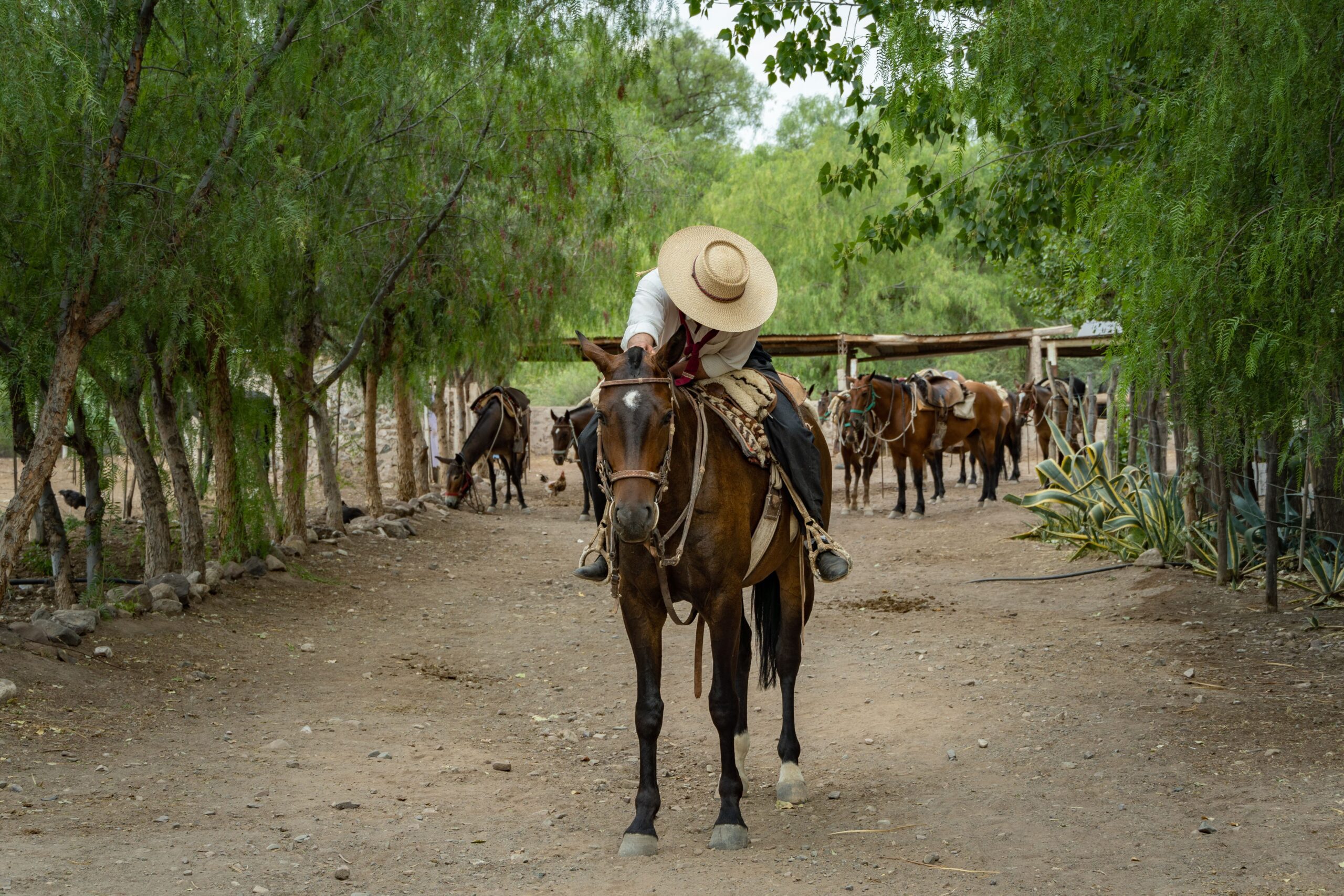 Argentine Gaucho on a horse with his head boowed showing his hat covering his face. Green trees acound and more horses in the background. In Mendoza Argentina.