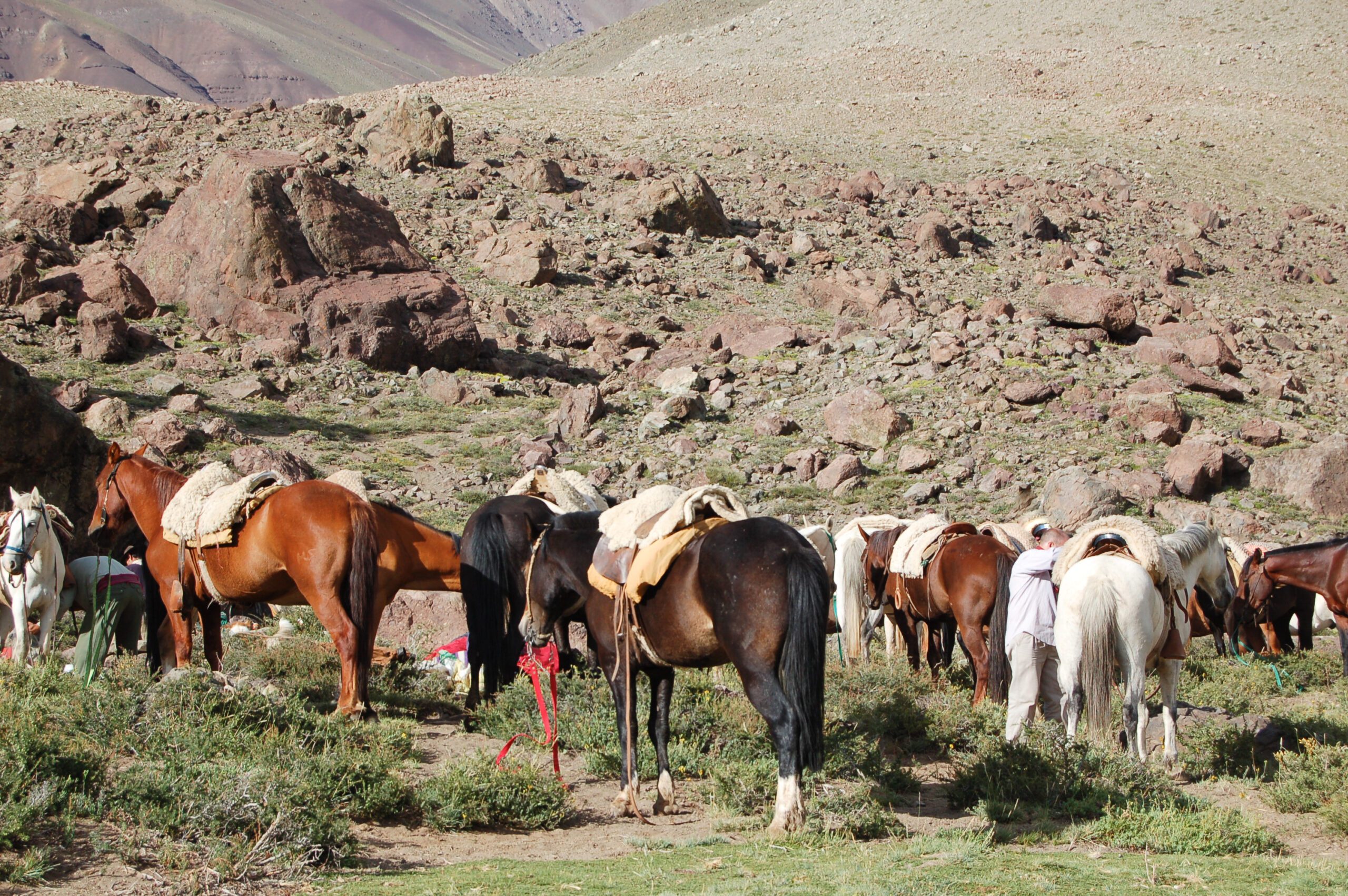 Many mountain horses saddled up and ready for a trek in Mendoza Argentina. A very arid dry and rocky landscape behind.