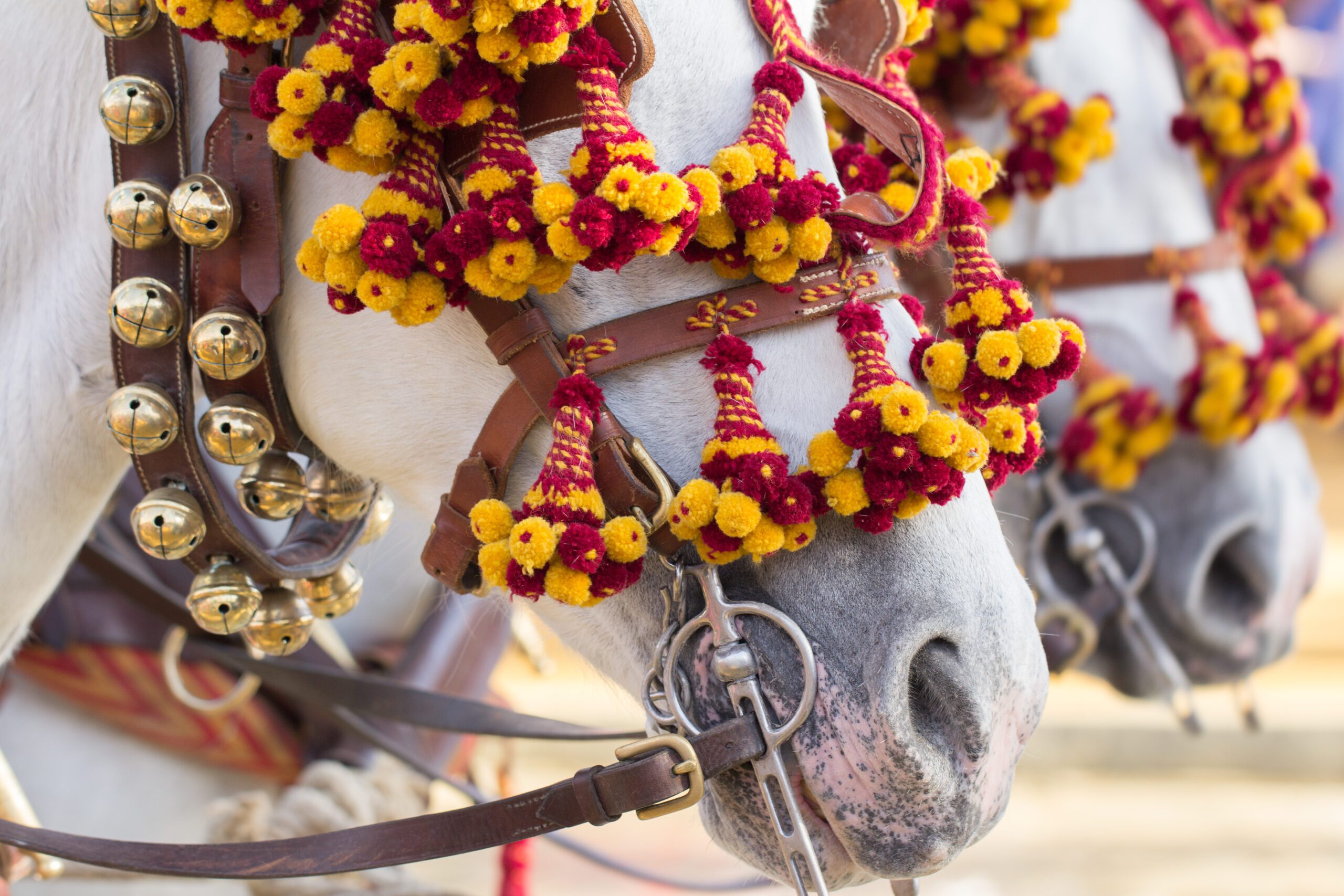 Picture shows heads of two white horses decorated in yellow and red in their bridals as part of a celebration in Seville Spain