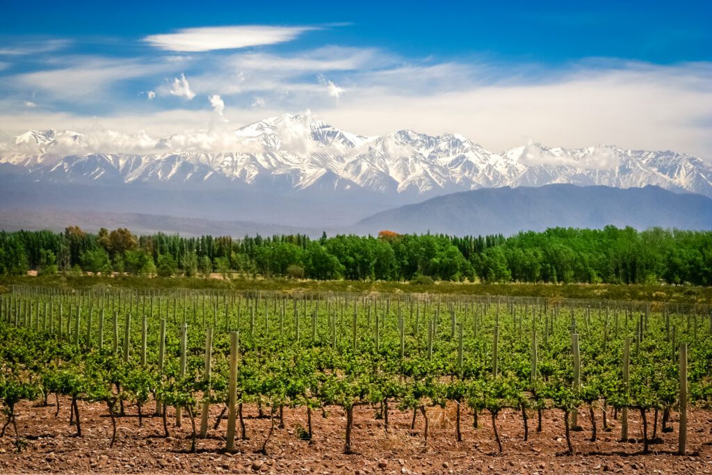 A view of a vineyard near Mendoza with vibrant forrestry, the Andes mountains and a blue sky in the background.