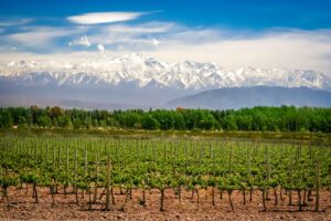 A view of a vineyard near Mendoza with vibrant forrestry, the Andes mountains and a blue sky in the background.