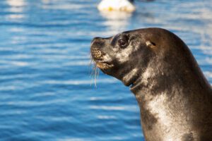 The head of a seawolf with the calm blue water of the port of Punta del Este behind.