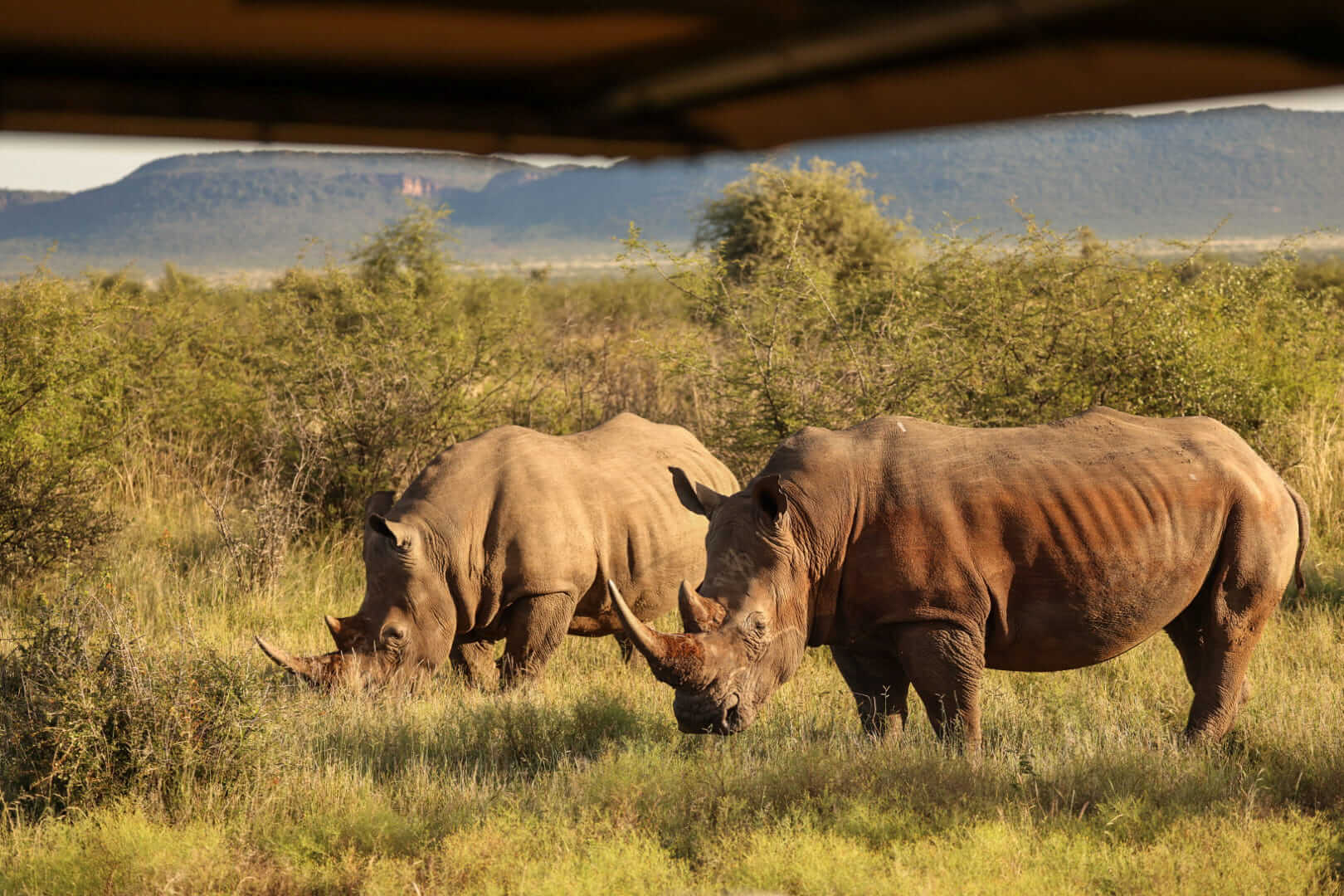 Two rhinos at the Madikwe Safari surrounded by greenery.