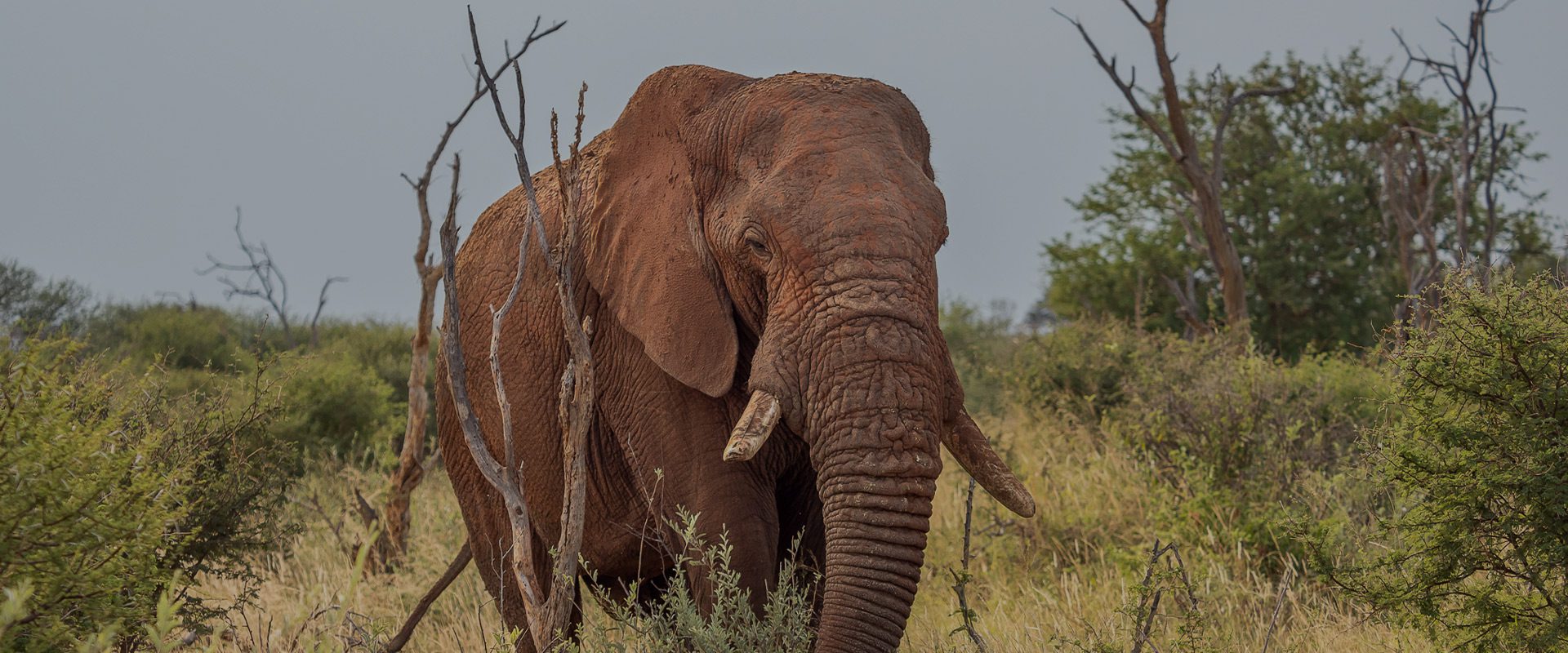 An elephant at the Madikwe Safari.