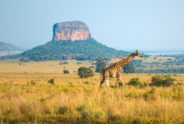 A giraffe walking in the african savannah with a butte geological rock formation in the background.