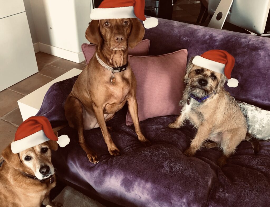 Three dogs at Christmas - Travel with Abeona