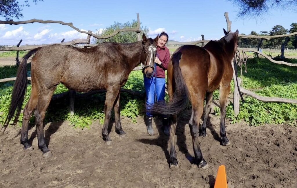 Clare from Travel with Abeona with two of the horses at the Arion Coaching Session