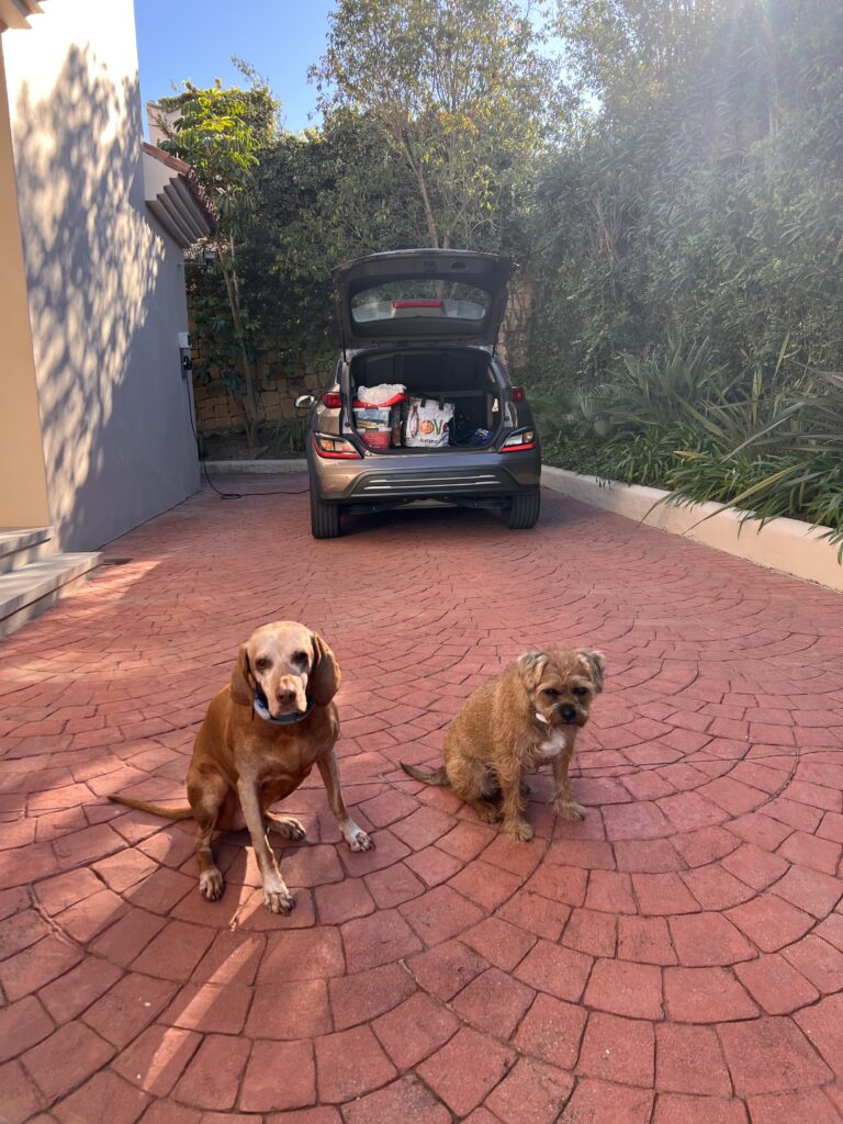 Tilly the Vizsla and Gus the Border Terrier sat in front of the car all loaded up ready for the road trip