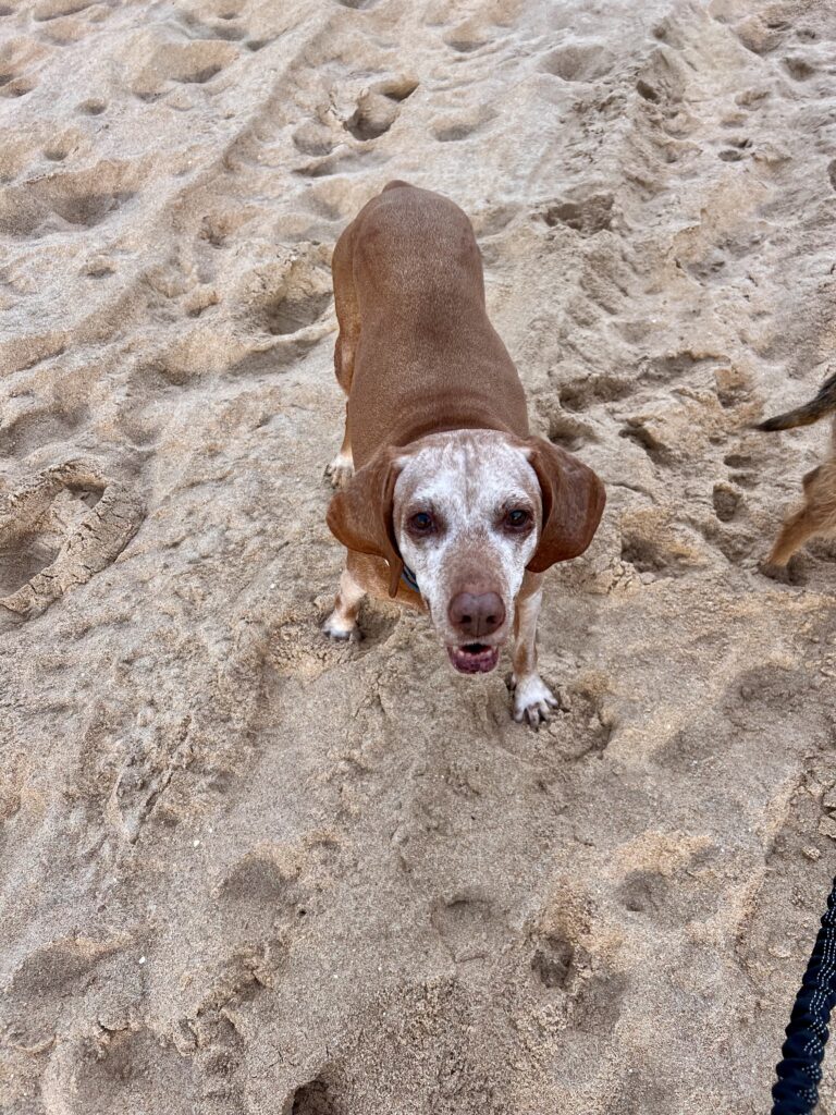 Tilly the Vizsla on the beach in Zohora